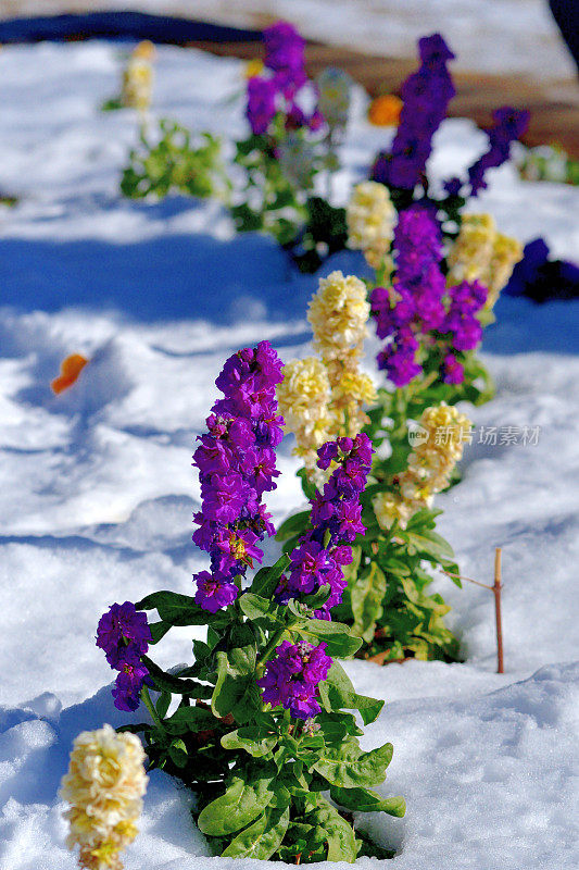 冬天的花与雪:砧木花/ Matthiola incana